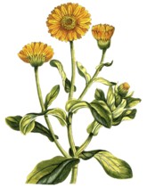 Calendula officinalis, marigold, digital reproduction of a historical original, between 1790 and