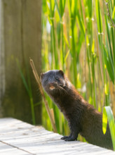 A curious mink
