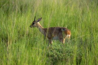 Palebuck, Sudan Oribi (Ourebia montana), in tall green grass, Murchison Falls National Park, Uganda