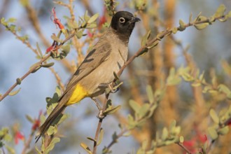 Yellow-breasted Bulbul, Songbird, True Bulbul, (Pycnonotus xanthopygos), Vallombrosa Bulbul,