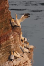 Northern Gannet (Morus bassanus), Schleswig-Holstein, Germany