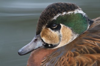 Baikal Teal (Sibirionetta formosa) male, Schleswig-Holstein, Germany