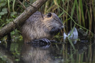 Nutria (Myocastor coypus) in a body of water, Osnabrück, Lower Saxony, Germany