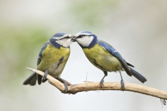 Eurasian Blue Tit (Cyanistes caeruleus) pair, male feeding female, Liguria, Italy