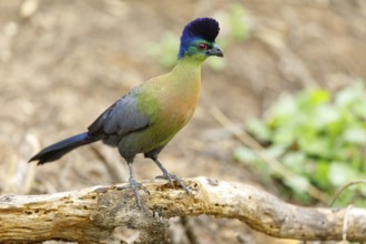 Purple-crested Turaco, Violet-crested Turaco, (Gallirex porphyreolophus), Musophaga porphyreolopha,