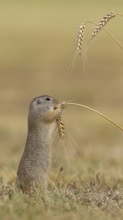European ground squirrel (Spermophilus citellus) eating barley ear, Lake Neusiedl National Park,