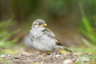 House sparrow (Passer domesticus) youngster sitting on the ground, Bavaria, Germany