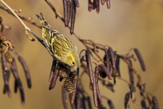 Eurasian Siskin (Spinus spinus) female perched on a branch, feeding on alder seed,