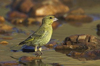 European Greenfinch (Chloris chloris), Rhineland-Palatinate, Germany