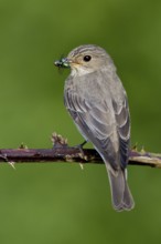 Spotted Flycatcher (Muscicapa striata), Lower Saxony, Germany