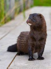 A mink stands on a fishing pier