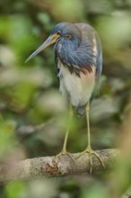 Tricoloured Heron (Egretta tricolor), sitting on a branch, spring, Wakodahatchee Wetlands, Delray