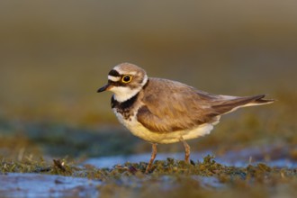 Little Ringed Plover (Charadrius dubius) male, North Rhine-Westphalia, Germany