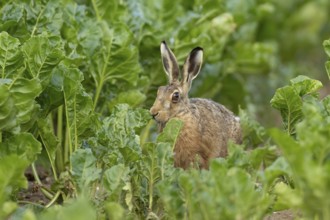 European brown hare (Lepus europaeus) adult animal in a sugar beet crop farmland field in summer,
