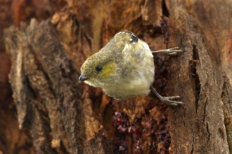 Forty-spotted Pardalote (Pardalotus quadragintus), Tasmania, Australia
