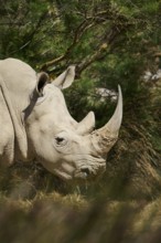 Square-lipped rhinoceros (Ceratotherium simum), standing in the dessert, captive, distribution