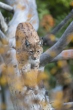 One Eurasian lynx, (Lynx lynx), walking down a fallen tree. Frontal view with green and orange