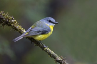 Eastern Yellow Robin (Eopsaltria australis) perched on a branch, Victoria, Australia