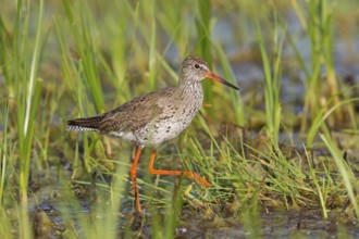 Redshank, Common Redshank, Redshank, Tringa totanus, Chevalier gambette, Archibebe Común, Lake