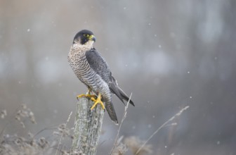 Peregrine Falcon (Falco peregrinus) female, Saxony, Germany