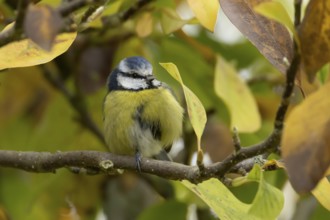 Blue tit (Cyanistes caeruleus) adult garden bird on a magnolia tree branch with autumn colour