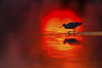 Säbelschnäbler, Pied Avocet, Avocet, Recurvirostra avosetta, Avocette élégante, Avocette, Avoceta