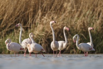 Greater Flamingo (phoenicopterus roseus), on marsh, Castile-La Mancha, Spain