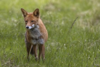 Concentrating, the red fox (Vulpes vulpes) tries to find the source of the sound, hunting,