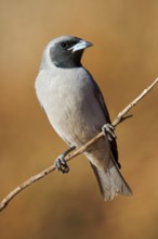 Masked Woodswallow (Artamus personatus), Western Australia, Australia
