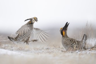 Greater Prairie Chicken (Tympanuchus cupido) male fighting, Colorado, USA