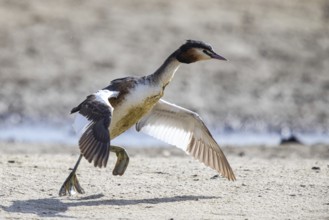 Great Crested Grebe (Podiceps cristatus), North Rhine-Westphalia, Germany