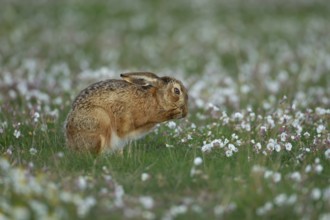 European brown hare (Lepus europaeus) adult animal washing its face amongst flowering Sea campion