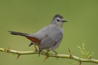 Grey Catbird (Dumetella carolinensis), Texas, USA