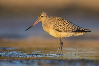 Bar-tailed Godwit (Limosa lapponica) foraging, Poland