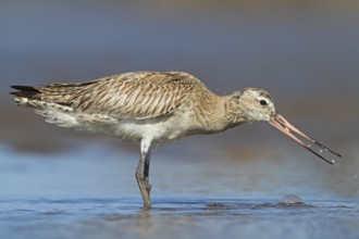 Bar-tailed Godwit (Limosa lapponica), Oman
