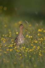 Black-tailed Godwit (Limosa limosa) on grassland with flowering meadow buttercup (Ranunculus