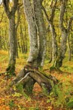 Gnarled beech forest in autumn on the Weissenstein, Swiss Jura in the canton of Solothurn,