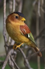Black-capped Piprites (Piprites pileata) perched on a branch in the Atlantic rainforest of