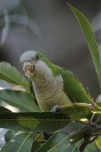 Monk Parakeet (Myiopsitta monachus) foraging, Pantanal, Brazil