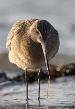 Bar-tailed Godwit (Limosa lapponica) foraging, Schleswig-Holstein, Germany