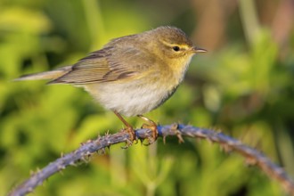 Willow Warbler, Willow Warbler, Phylloscopus trochilus, Pouillot fitis, Mosquitero Musical, Bad
