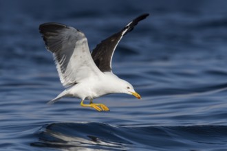 Lesser Black-backed Gull (Larus fuscus) flying, Eilat, Israel