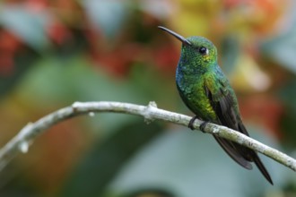 Cuban Emerald (Chlorostilbon ricordii) perched on a branch in Cuba