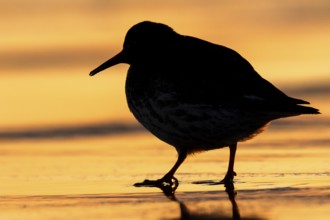 Purple Sandpiper (Calidris maritima), Norway