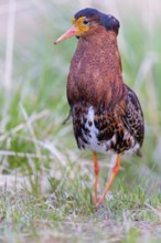 Ruff, (Philomachus pugnax), animals, birds, plumage during mating season, snipe bird, courtship,