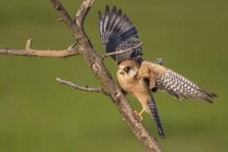 Red-footed Falcon (Falco vespertinus) female perched on a branch, Subotica, Serbia