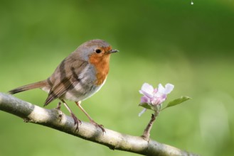 A robin (Erithacus rubecula) on a branch of a flowering apple tree (Malus domestica) next to a pink