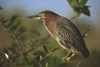 Green Heron (Butorides virescens), Florida, USA
