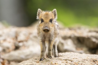 Wild boar (Sus scrofa) piglet standing in a forest, Bavaria, Germany