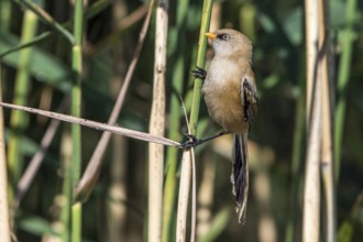 Bearded Reedling (Panurus biarmicus) juvenile in reedbed, Mecklenburg-Western, Pomerania, Germany